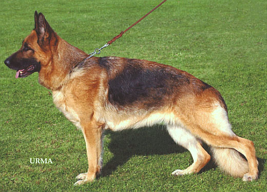 Chipsi van de Herdersfarm | German Shepherd Dog 