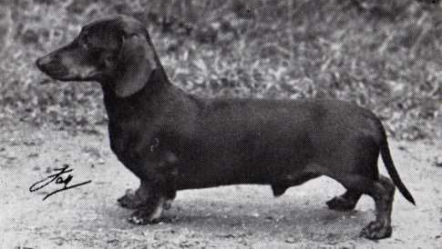 Dandy Dan of Wendlitt | Dachshund 