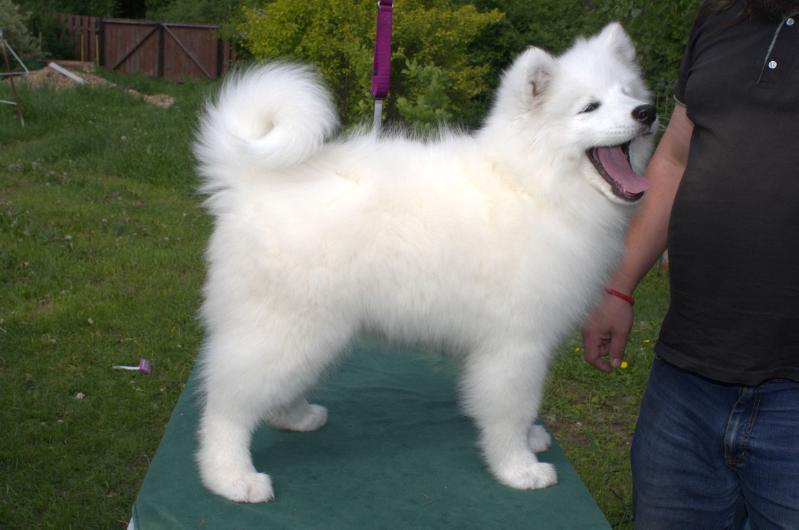 AnydayAnyway Bolshaya Medveditsa | Samoyed 