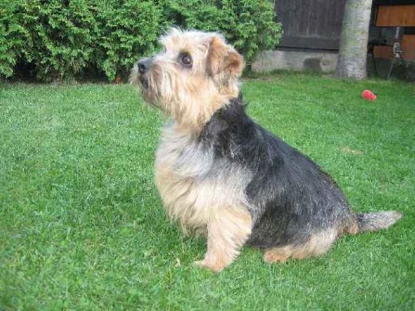 Chagy of Vanes of Spešovské skály | Norfolk Terrier 