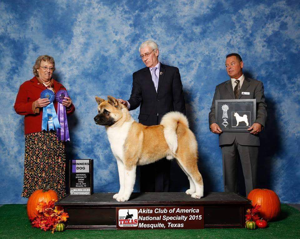 Triumf Sibiri Lucky In Love | Akita 