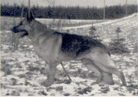 Bodo vom Bergischen Tal | German Shepherd Dog 