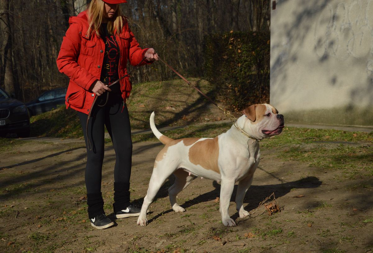 Gremy Black Eurasia of Mao's Snow Kingdom | American Bulldog 