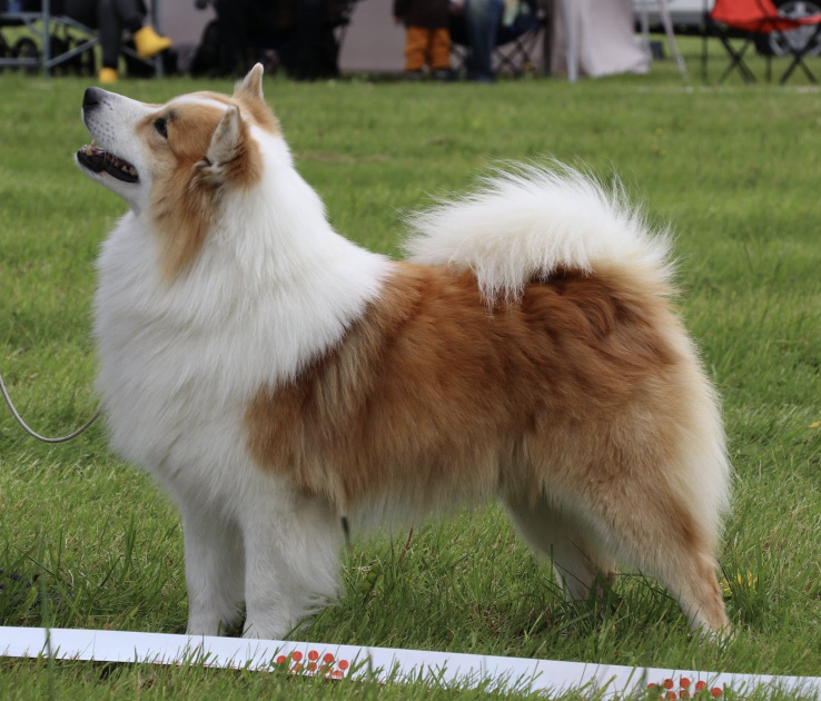 Stefsstells Drengur Dýri | Icelandic Sheepdog 