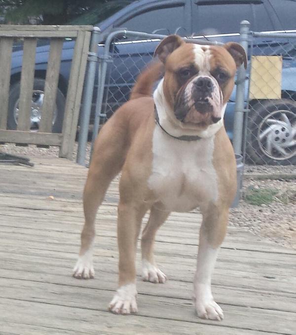 OVB'S  Zeus | American Bulldog 