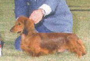 Suntura’s Samurai | Dachshund 