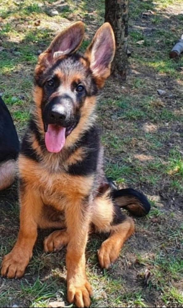 Kara crisande von Vlasa | German Shepherd Dog 