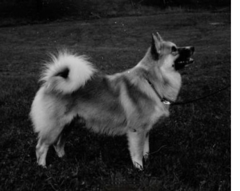 Gaski | Icelandic Sheepdog 