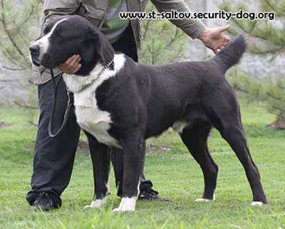 MIA&amp;MIA KUMIR | Central Asian Shepherd Dog 