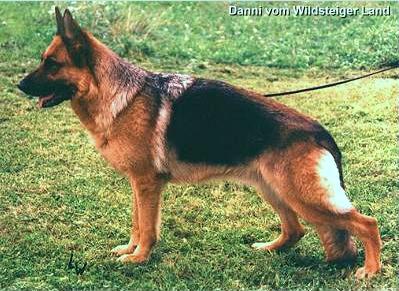 Danni vom Wildsteiger Land | German Shepherd Dog 