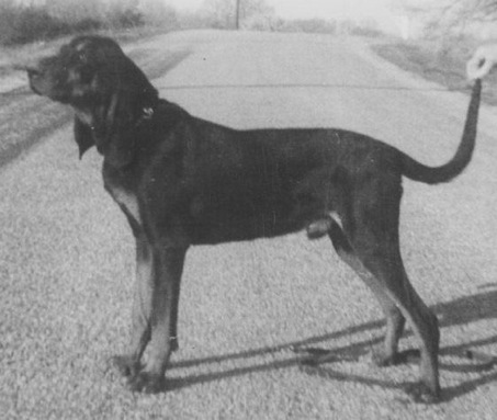 St John's Jubia | Black and Tan Coonhound 