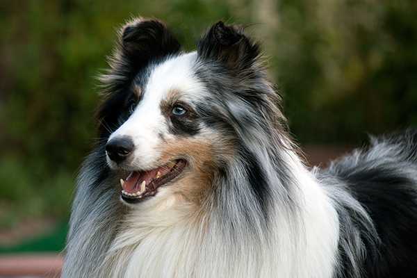 Shirehill Grand View | Shetland Sheepdog 