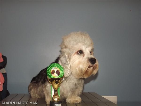 Aladdin Magic Man | Dandie Dinmont Terrier 