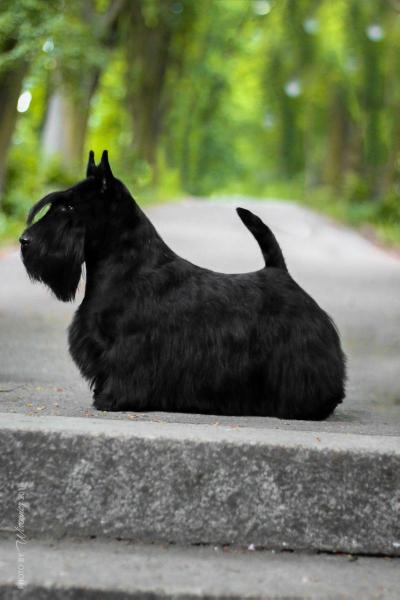 NOW LOOK AT ME Tecono | Scottish Terrier 