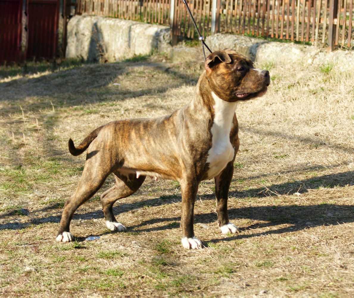 Kolo Kolo Prime Touch | American Staffordshire Terrier 