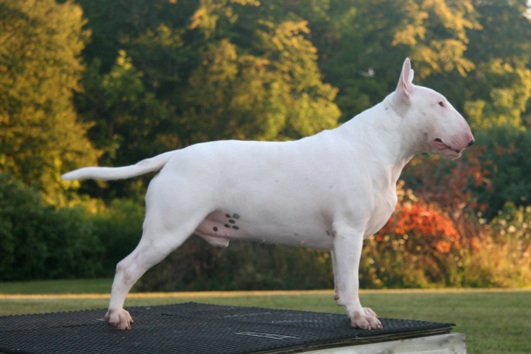 Terjo's The Vital Spark ROM | Bull Terrier 