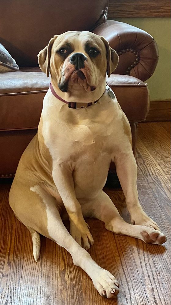 SEAB Delightful Darla of Buff Bullies | American Bulldog 