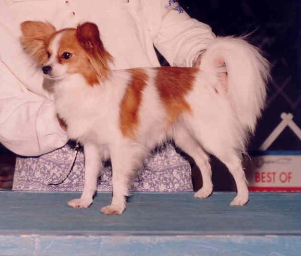 Pumpkin June Vose | Papillon 