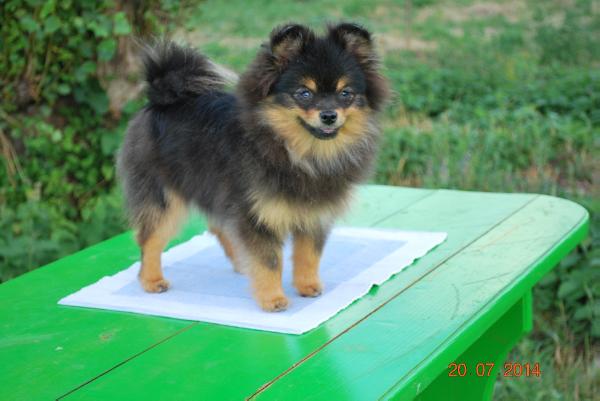 Fur Band Amilie Black Passion | Pomeranian 