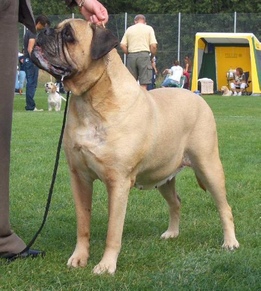 Maxinice Finish Fanchonette | Bullmastiff 