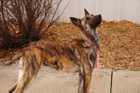 Makara | Dutch Shepherd 