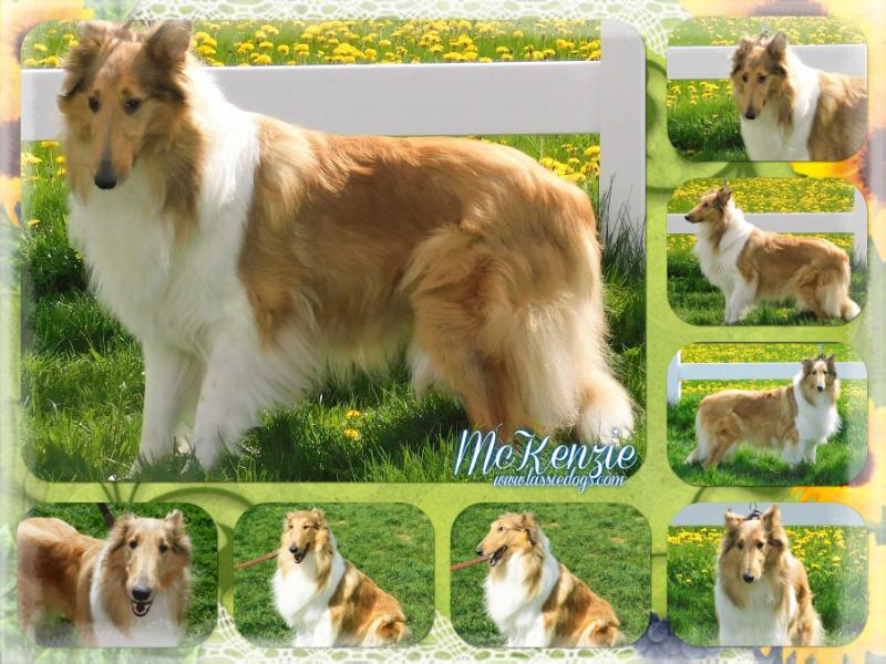 Fairlight's McKenzie | Rough Collie 