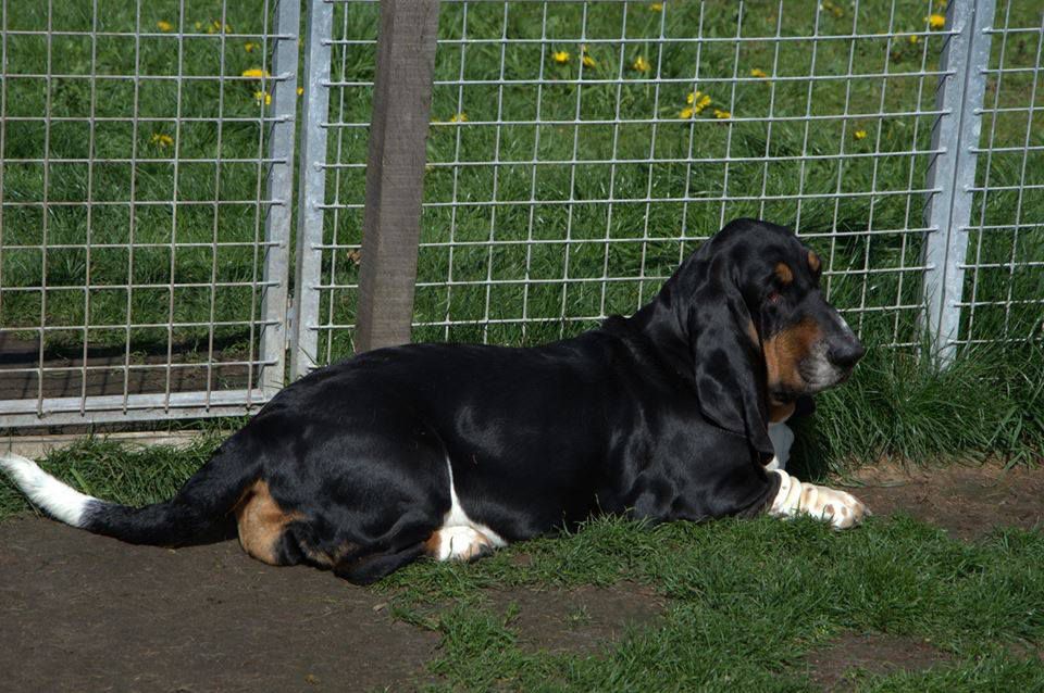 NewDown Bassets Richelle Ilaria | Basset Hound 