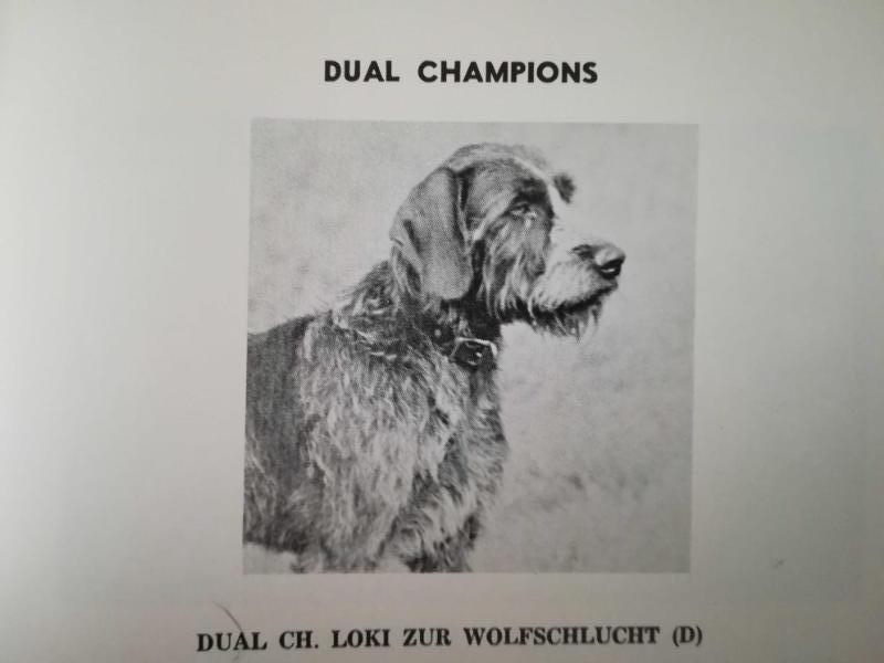 LOKI ZUR WOLFSCHLUCHT (D) | German Wirehaired Pointer 