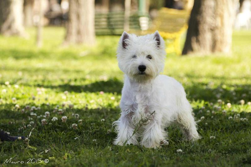 Druid´s Ray Bradbury | West Highland White Terrier 