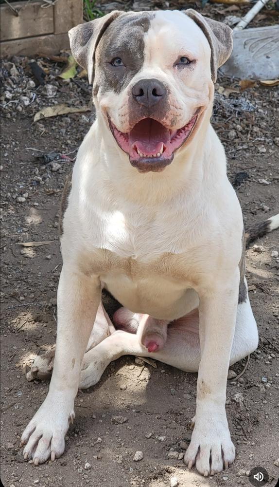 Tanjiro of mmk's | American Bulldog 