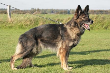 Ariva von der ehemaligen Heide | German Shepherd Dog 
