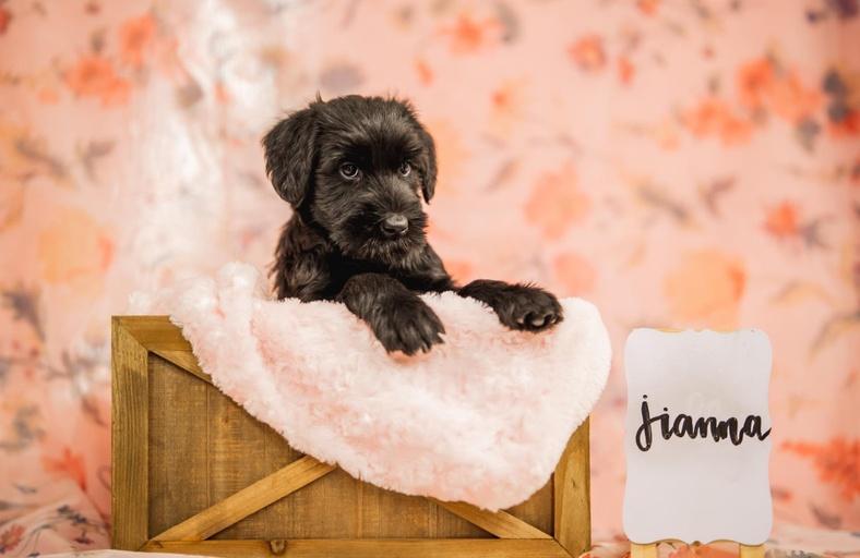 Jianna Von Prufenpuden | Giant Schnauzer 