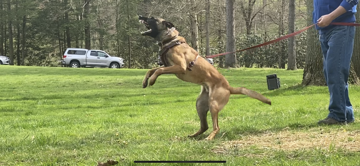 Apollo von der Shockeyhaus | Belgian Malinois 