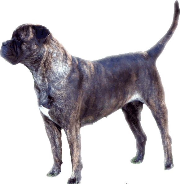 Upsy Boggie da casa alto cristelo | Bullmastiff 