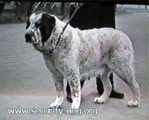 Akbilek (ow.Chokgaev) | Central Asian Shepherd Dog 