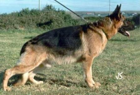 Falco vom Lechtal | German Shepherd Dog 