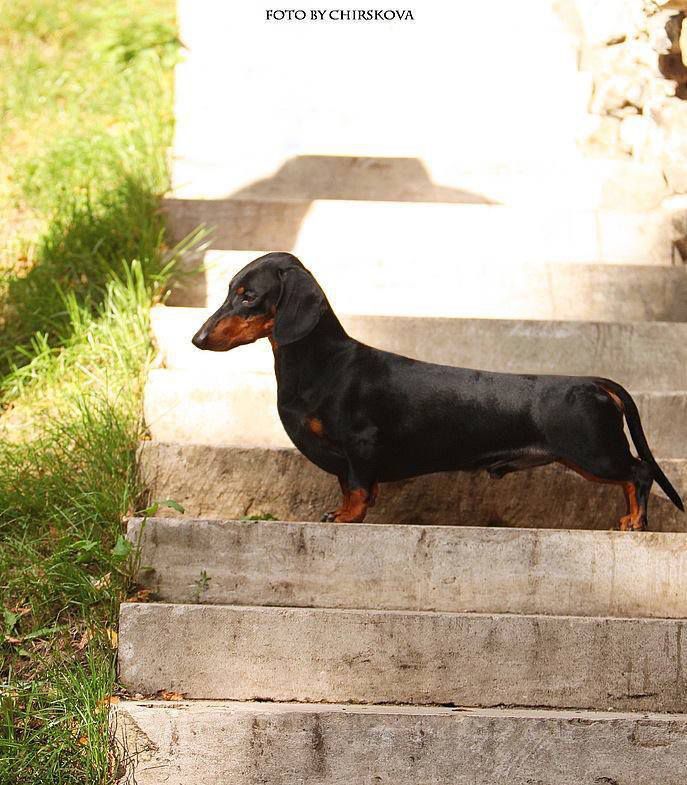 Emdash  Admirar | Dachshund 