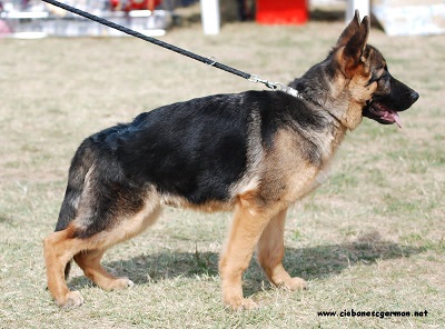 Kayo Von Vifor | German Shepherd Dog 