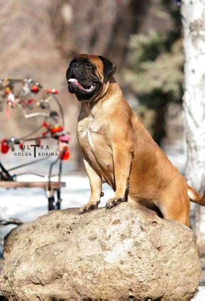 Toro Diavolo Up the Dream of Lemabull | Bullmastiff 