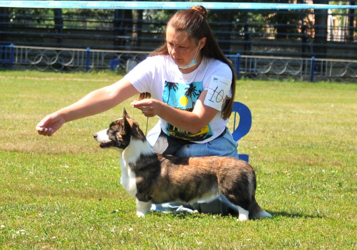 Stellium Gilt Girl | Cardigan Welsh Corgi 