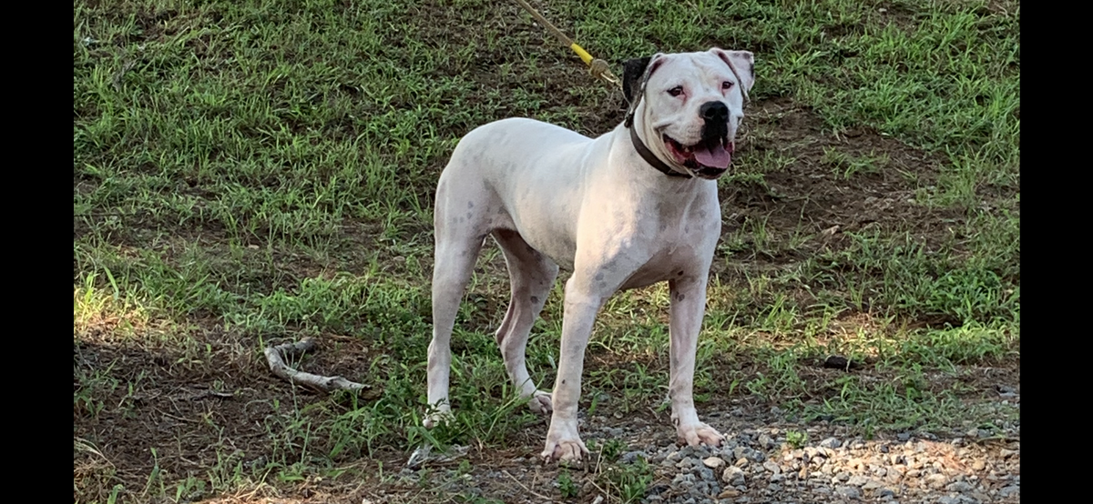 Freeze’s Misfit | American Bulldog 