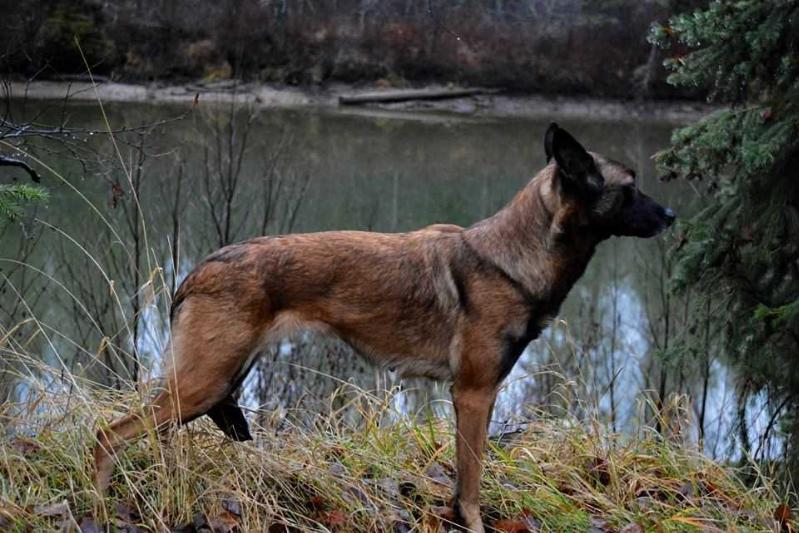 Top guns Radical Rabbit of Lunacy | Belgian Malinois 