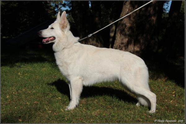 Kiratin Hobgoblin | White Swiss Shepherd Dog 