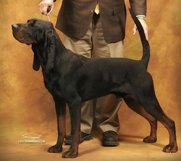 Foxfire Fifty-Five Blues | Black and Tan Coonhound 