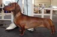 KANTRI PARK'S BERETTA | Dachshund 