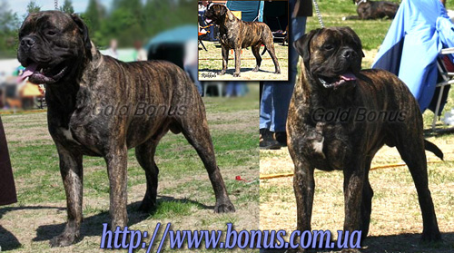 ROYAL-SEED`S SOUTHERN ROSTAR | Bullmastiff 