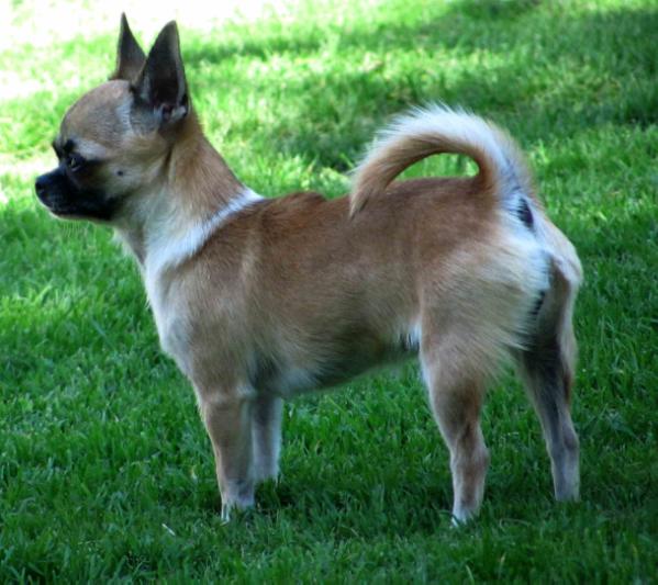 ERITA Juarez FCI | Chihuahua 