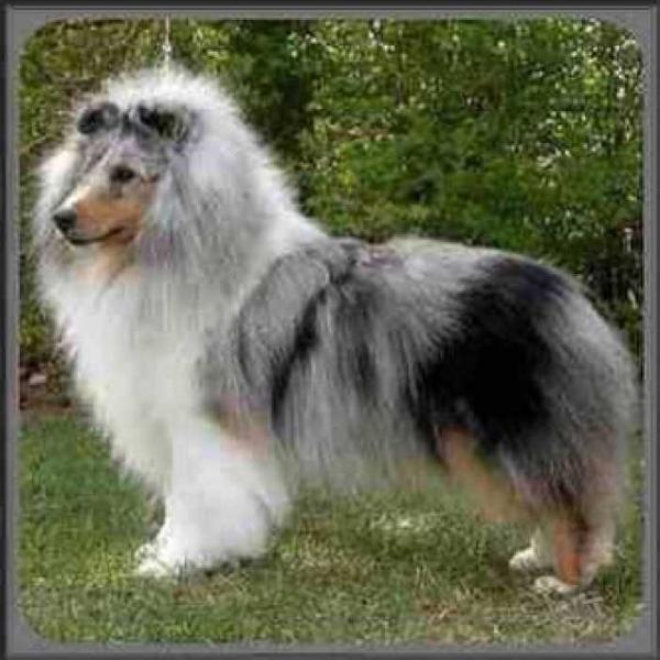 Blue Heavens Final Act | Shetland Sheepdog 