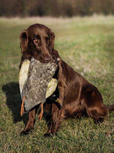 ALSA Polární vlk | Flat-Coated Retriever 