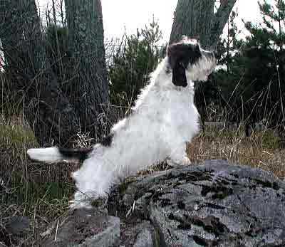 Imperials Hellraisn Holligan | Petit Basset Griffon Vendéen 